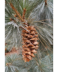 Pinus flexilis ’Cessarini Blue’